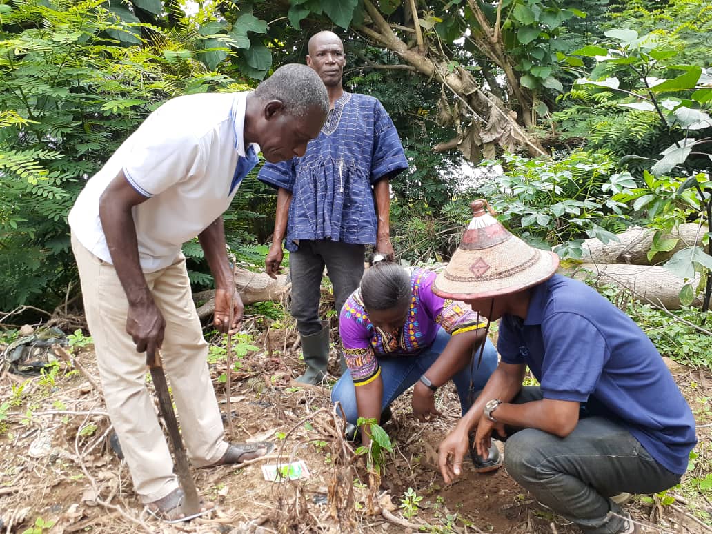 Securing climate change resilience: Rapid Macro-propagation of plantain amongst Smallholder Women farmers within the Lake Bosomtwe Biosphere Reserve