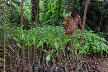 Integrated Community Tree Nursery for School Gardens in Ikata Village