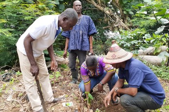 Securing climate change resilience: Rapid Macro-propagation of plantain amongst Smallholder Women farmers within the Lake Bosomtwe Biosphere Reserve